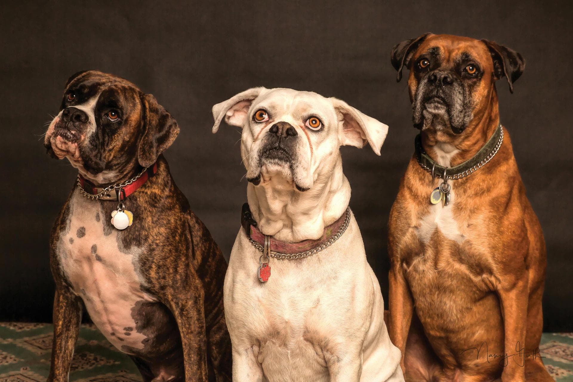 Best Vets in Duncan